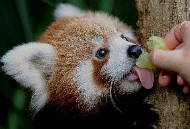 Panda Rojo, es especialista en coer bambú. Por las manchas en su rostro hay quienes lo confunden con un mapache.<br />La imagen del panda rojo es utilizada como logotipo del navegador Firefox como se le conoce en ingles.