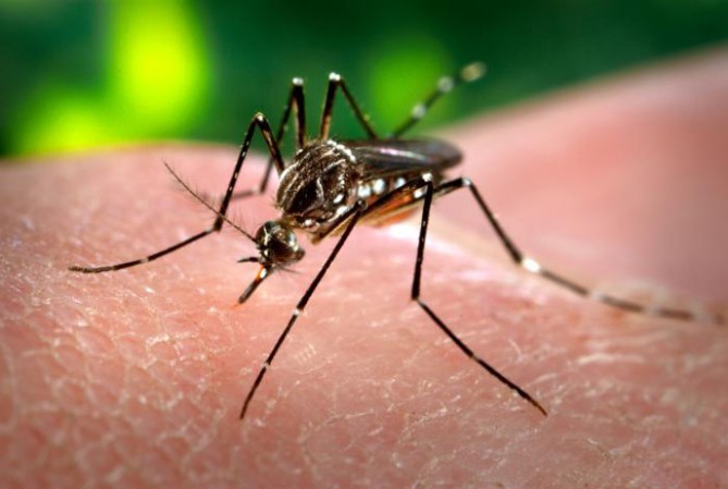 Chikungunya es una enfermedad vírica transmitida a los seres humanos por mosquitos infectados. Los síntomas comienzan generalmente de 4 a 8 días después de la picadura de mosquitos, pero pueden aparecer en cualquier momento entre el día 2 y el día 12.