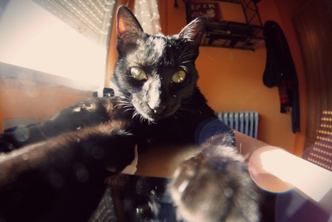 Selfies con mascotas, lo mismo que las mascotas pero agregando un toque de maltrato animal, ya que en la mayoría de estas fotos se nota la incomodidad del pobre animalito.