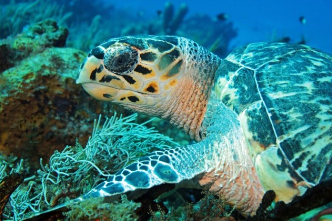 La región donde se localiza Tulum es uno de los ecosistemas más ricos en especies marinas, que puedes disfrutarse al sumergirse en las aguas turquesa que caracterizan al Caribe mexicano.