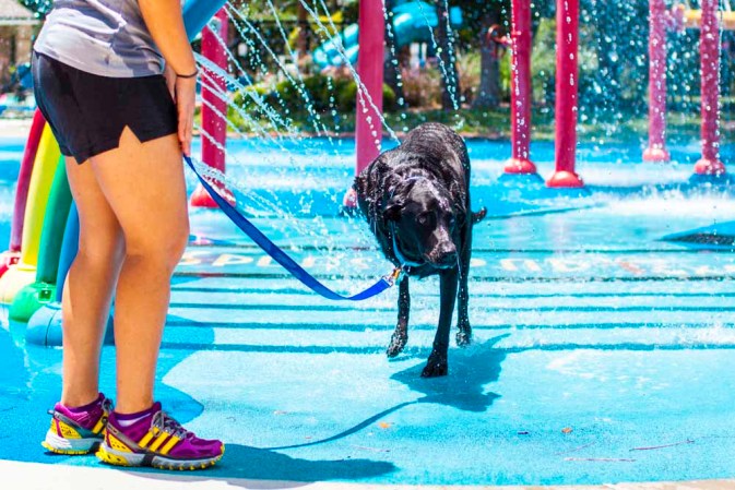 Duke: el perro con cáncer que inundó las redes con lágrimas.