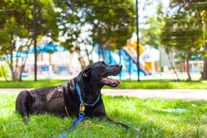 Duke: el perro con cáncer que inundó las redes con lágrimas.