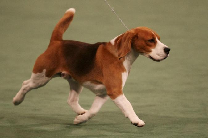 El Beagle está en el lugar número 7, es de origen inglés.