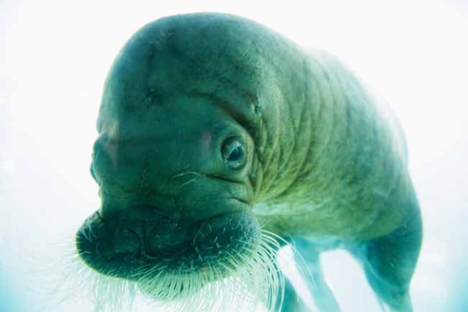 La morsa vista a través del vidrio del acuario del zoológico.