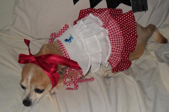 ¡Haz clic aquí para mandar tus fotos de Halloween!
