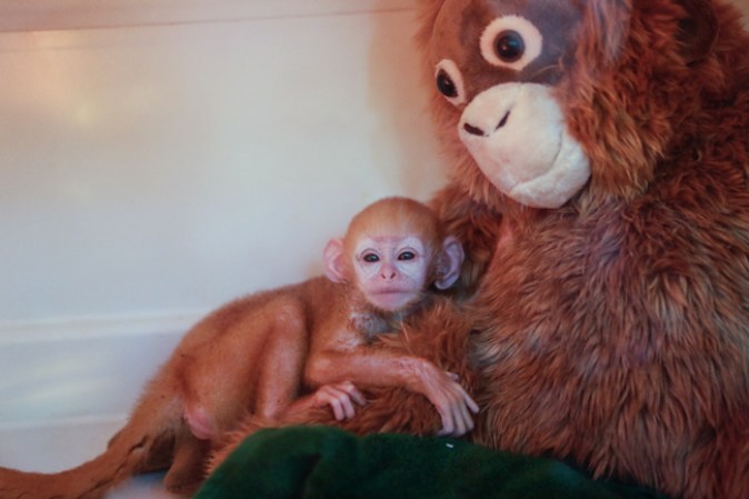 GIANYAR, BALI Bebe Langur en su incubadora con una madre provisional.