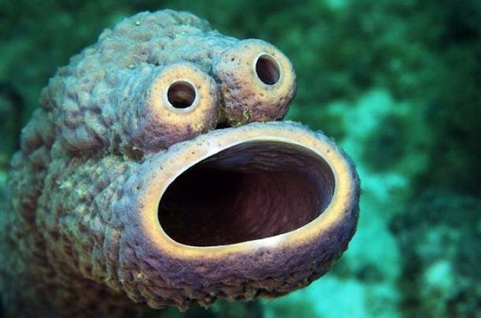 Una pareja tomo una fotografía de una extraña especie marina mientras buceaban en la isla de Curasao. Lo han nombrado “Monstruo come galletas del mar” por su semejanza al personaje de Plaza Sésamo.