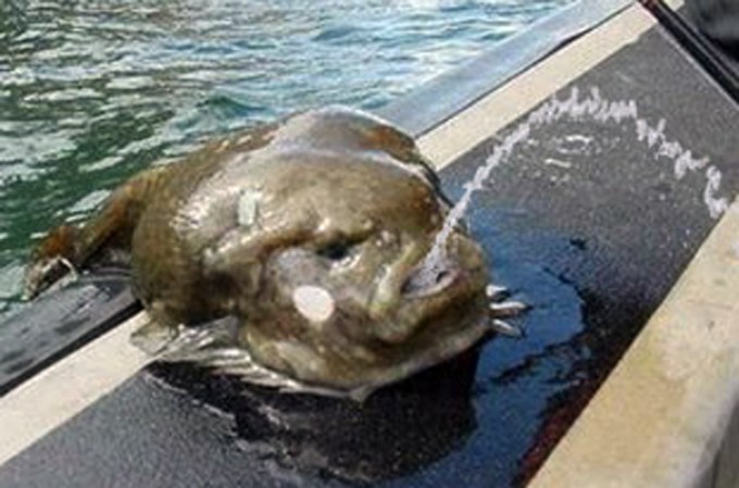 El sapo gigante fue descubierto en Australia en el 2009 y es capaz de lanzar agua potable como una llave.