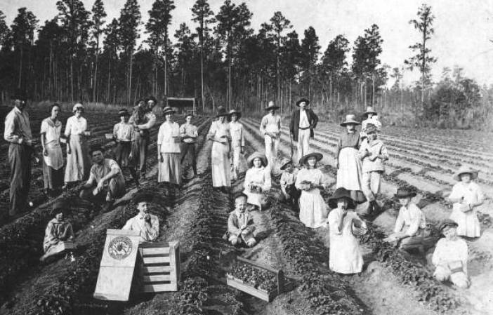 Trabajadores agrícolas en un campo de fresas - Kathleen, Florida, 1910.