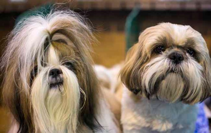 Estas mascotas están... para comérselas.