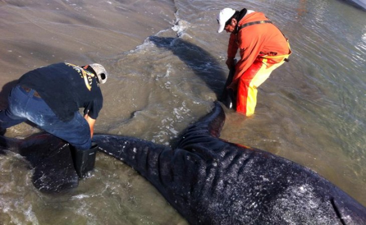 Agregó que científicos están tomando muestras de piel, músculos y barbas de la ballena para estudiar a las creaturas.