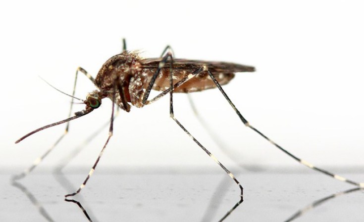 El dengue es una enfermedad con síntomas desde una fiebre moderada a una fiebre alta incapacitante, con dolor de cabeza intenso, dolor muscular y en articulaciones. La enfermedad puede evolucionar en un cuadro crítico causando incluso la muerte.