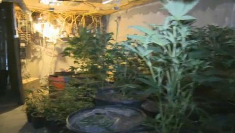 30 de enero, 2014 -Tres personas fueron detenidas después de que la policía de Miami-Dade descubrió una siembra de marihuana hidropónica ilegal a gran escala.