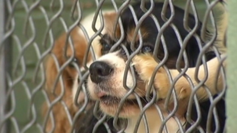 El lunes por la noche, la policía encontró 51 perros Maltese, a lo largo de un camino rural cerca de la autopista 377 y Stonecrest Road, en Flower Mound.