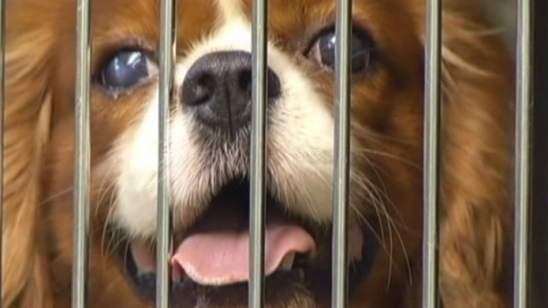 La Sociedad Protectora de Animales cree que ambos casos están relacionados y que probablemente tengan que ver con una nueva ley estatal de criaderos de perros.