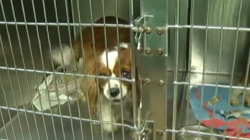 Cualquier persona interesada en adoptar a algún perro puede comunicarse con la Sociedad Protectora de Animales del Norte de Texas en Fort Worth al 817-332-HSNT o al refugio de animales de Flower Mound al 972-874-6390.