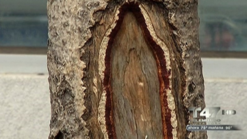 Al parecer el lugar preferido de la Virgen es nada más y nada menos que los árboles… ya que varios creyentes iban hasta un pueblo en Nueva Jersey para ser bendecidos por la imagen religiosa.