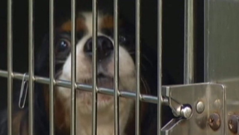 La fundación Sociedad Protectora de Animales del Norte de Texas está ofreciendo una recompensa de $500 a la persona que brinde información sobre el o la responsable de abandonar 92 perros en el condado de Denton durante las noches de lunes y el martes.