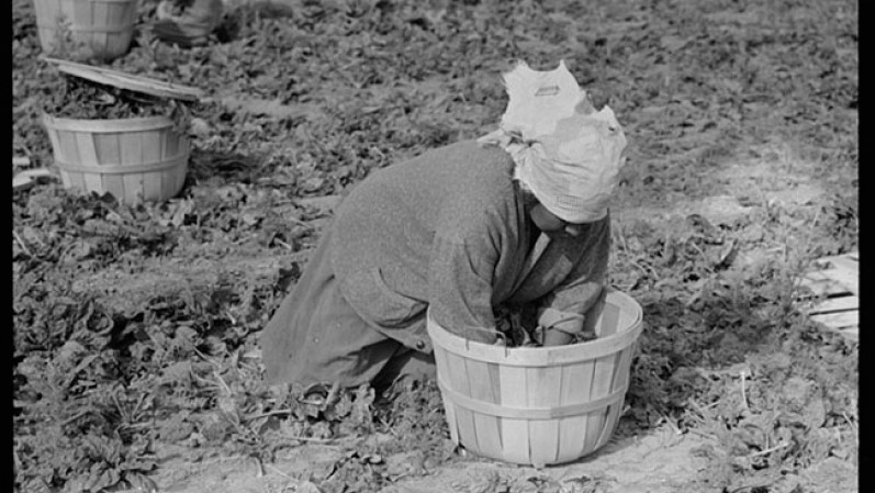 Mexicana cosechando espinacas.