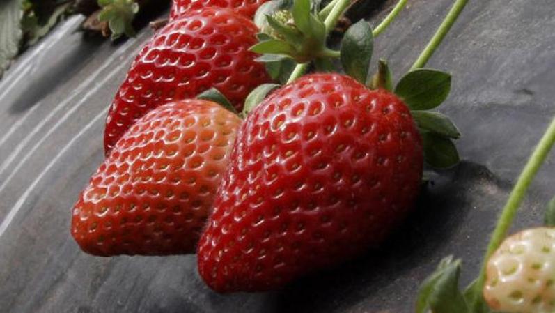 Las fresas están en la lista de frutas que queman más calorías de las que tienen. Otras frutas en esta lista son las naranjas, las mandarinas, las uvas, los chabacanos, los melones y las manzanas.