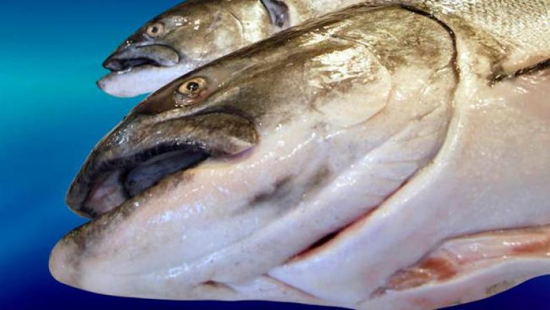 El consumo habitual de pescado ha sido asociado a la reducción de los niveles de una hormona vinculada a la obesidad.