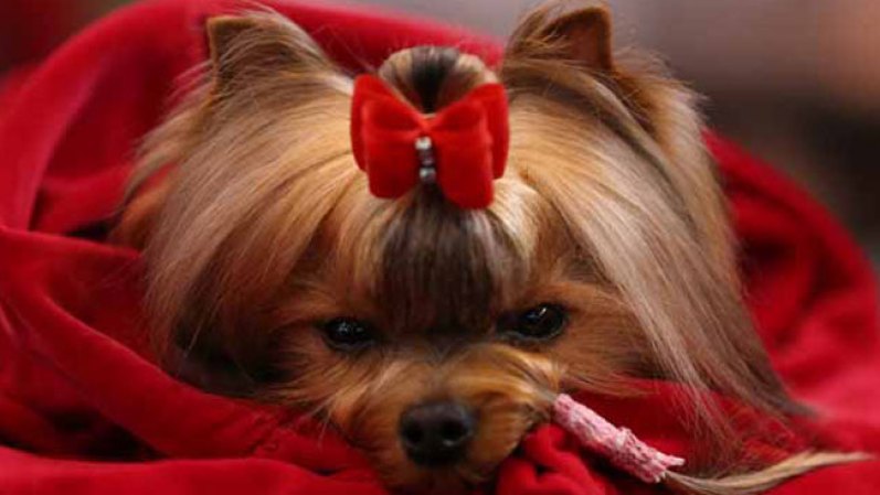 Para los amantes de las mascotas, mira estas fotografías de los perros más lindos que se presentaron a un concurso en Gran Bretaña.