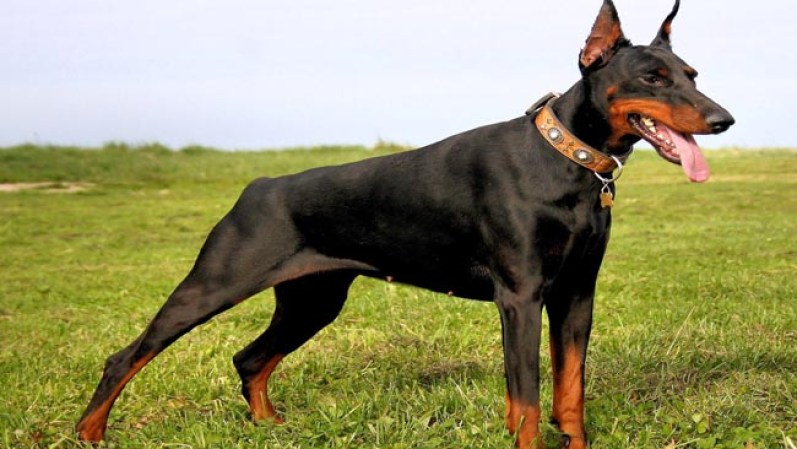 Estos son los perros considerados más peligrosos. Uno de ellos es el Doberman.