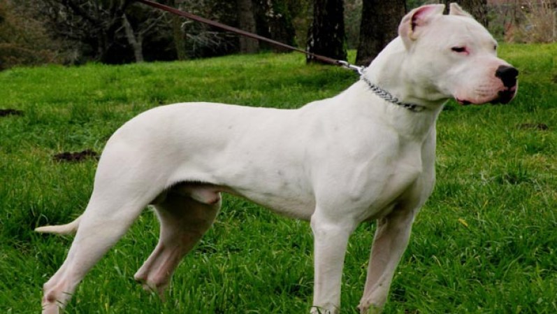 Dogo Argentino
