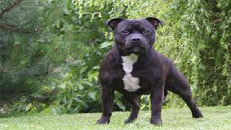 American Staffordshire Bull Terrier
