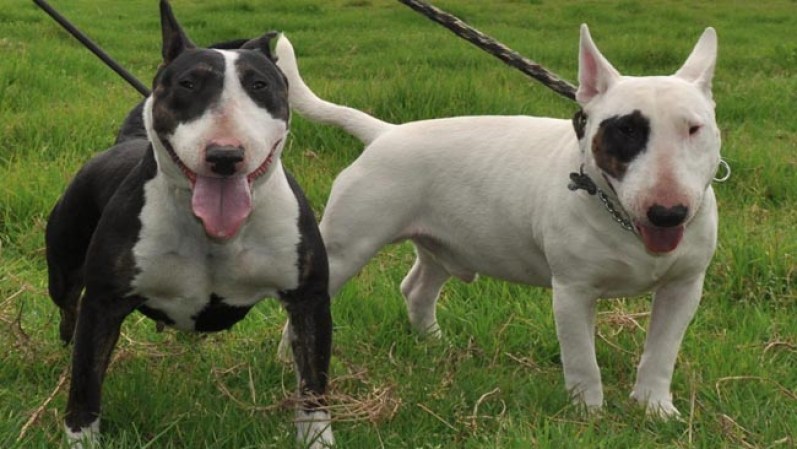 Bull Terrier
