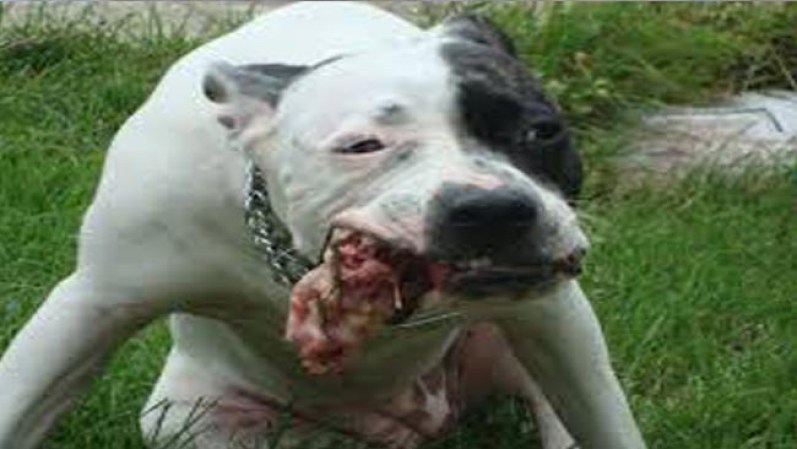 Pitbull