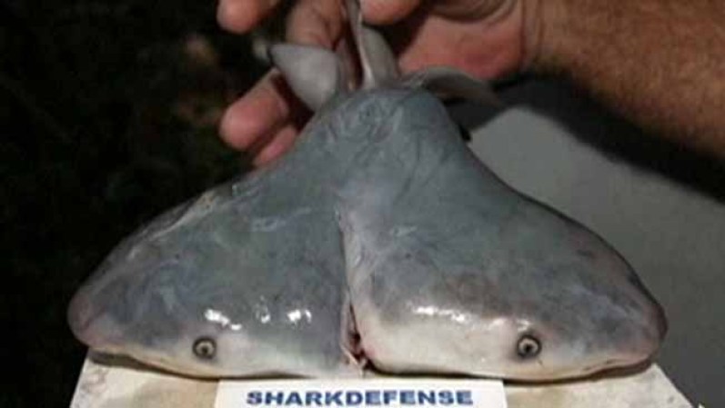 27 DE MARZO, 2013: Descubren un extraño fenómeno en la Florida. Un tiburón toro de dos cabezas fue hallado en los cayos dentro del útero de la madre. El fenómeno se produjo al detenerse el desarrollo de unos tiburones gemelos.