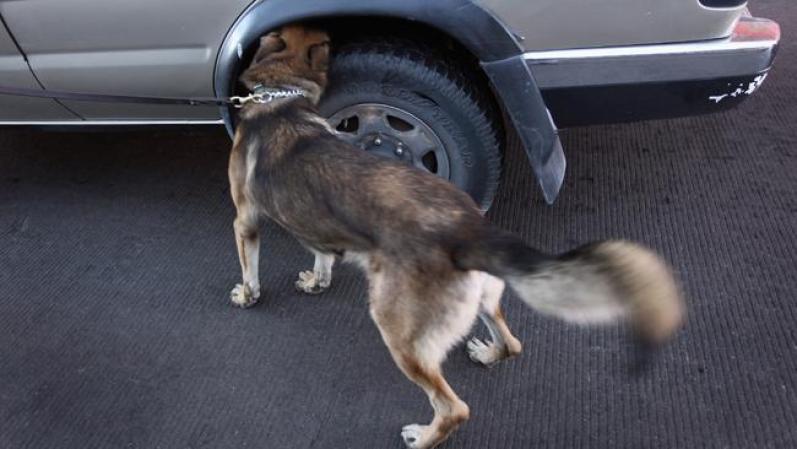 Las llantas de los autos, son olfateadas por los caninos, donde pudiera estar escondida la droga.