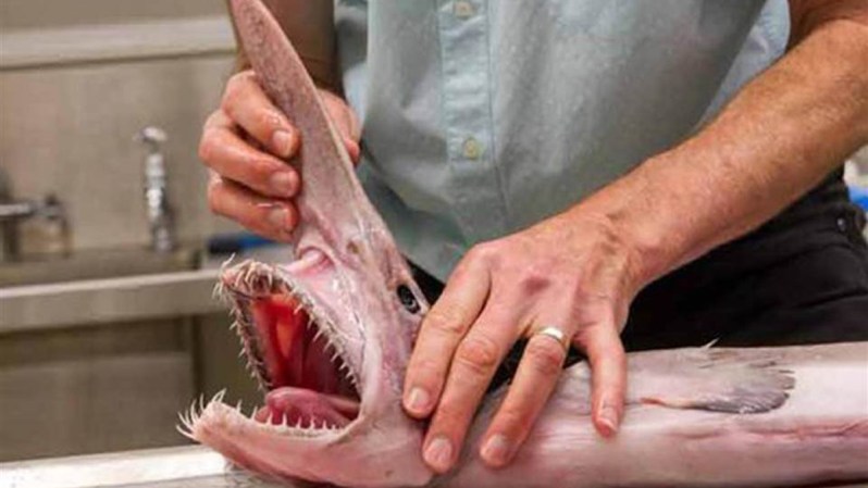 El tiburón duende habita en las profundidades de los océanos Pacífico e Índico, pero este fue encontrado en la costa de Australia.