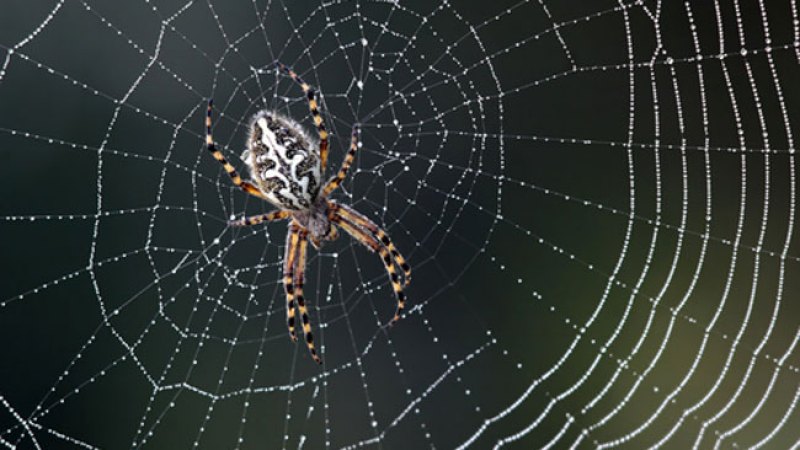 Tela de araña enreda elección