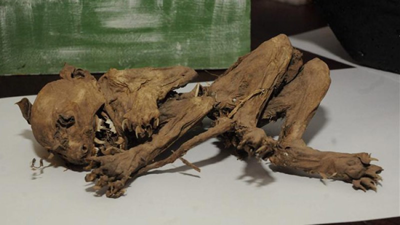 Una familia argentina exhibió en su casa el esqueleto de un animal, con colmillos y garras, parecido al mítico "chupacabras".