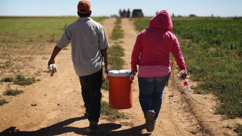 Menos braceros, menos cultivos