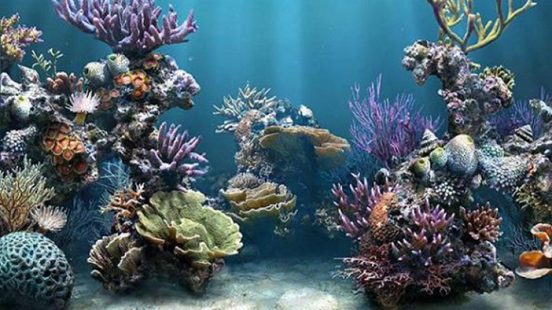 Arrecife Veracruzano hogar de diversas especies de moluscos y peces.
