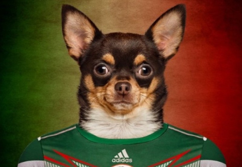 Los perros se engalanan para el Mundial