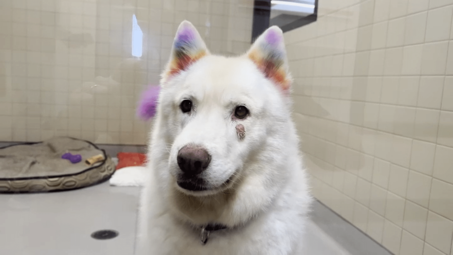 Gabriel Feitosa is a dog groomer who gives specialized treatments to dogs at the San Diego Humane Society to help them find their forever homes.
