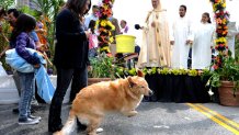 Blessing of Animals 2