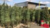 Ofrecen árboles de Navidad gratuitos a cambio de desechos