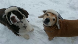 [UGCNY-CJ-pets]Its so cold even the dogs need bomber hats