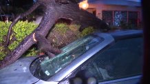 Tree crashes through car in National City.