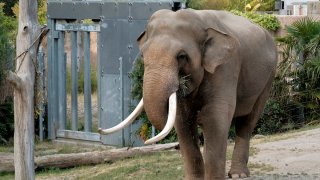 LA Zoo Elephant Fight