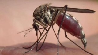Encuentran_mosquitos_con_virus_del_Nilo_en_Condado_de_Orange.jpg