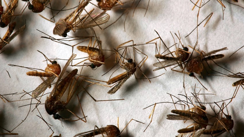 73963510DM005_West_Nile_Vir