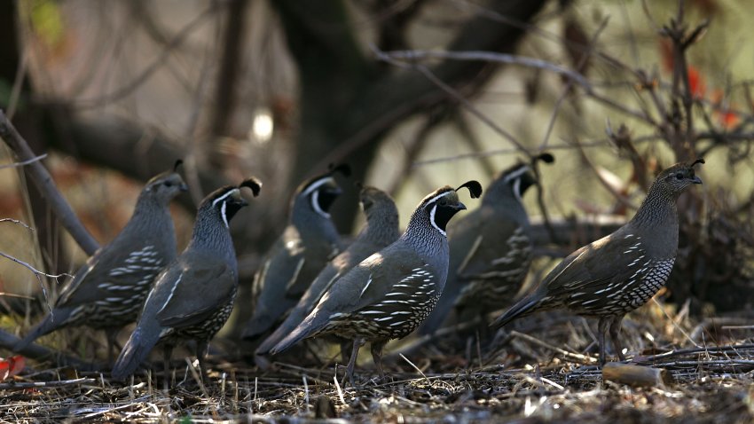 Pájaro estatal: codorniz de California