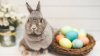 ¿Piensa comprar un conejo para Pascua? Lea estos consejos antes de hacerlo