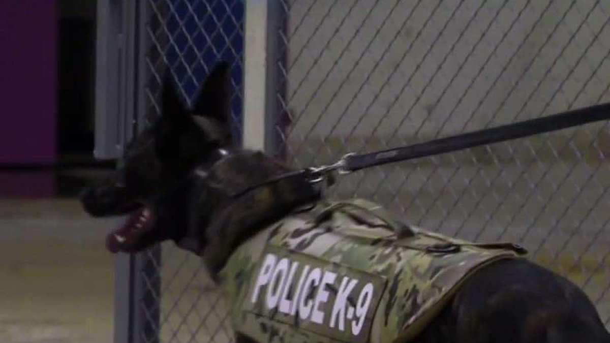 South Pasadena: perro policía ataca a niño de cinco años – Telemundo 52, image size:1200x675